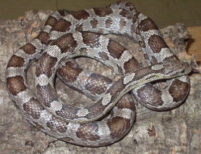 Маисовый полоз (Amelanistic het anery)